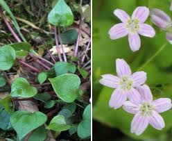 Attēlu rezultāti vaicājumam “Claytonia sibirica flower”
