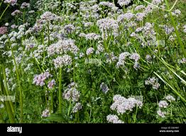 Image result for Baldrian