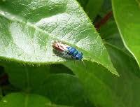 Image result for East Kilbride Wasps