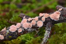 Attēlu rezultāti vaicājumam “Aleurodiscus amorphus”