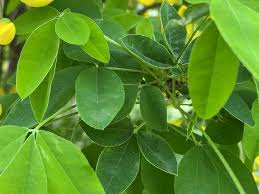 Attēlu rezultāti vaicājumam “Laburnum anagyroides leaf”