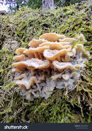 Attēlu rezultāti vaicājumam “Phlebia tremellosa”