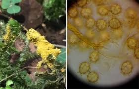 Attēlu rezultāti vaicājumam “Badhamiopsis macrospora”