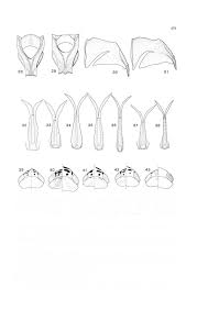 Attēlu rezultāti vaicājumam “Paramesus obtusifrons”