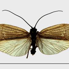 Attēlu rezultāti vaicājumam “Chaetopteryx villosa”