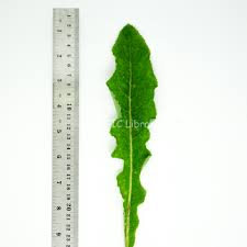 Attēlu rezultāti vaicājumam “Sonchus oleraceus leaf”