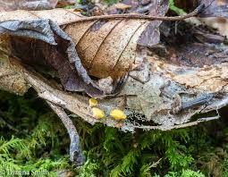 Attēlu rezultāti vaicājumam “Hymenoscyphus sp.”