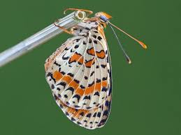 Attēlu rezultāti vaicājumam “Melitaea didyma”