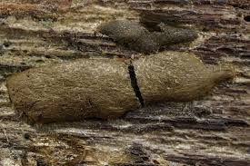 Attēlu rezultāti vaicājumam “Reticularia jurana”