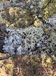 Attēlu rezultāti vaicājumam “Evernia mesomorpha”
