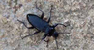 Attēlu rezultāti vaicājumam “Tenebrionidae”