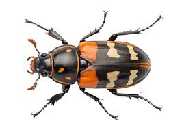 Attēlu rezultāti vaicājumam “Nicrophorus investigator imago”