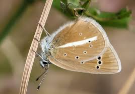 Attēlu rezultāti vaicājumam “Agrodiaetus damon underside”