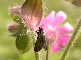 Attēlu rezultāti vaicājumam “Cauchas rufimitrella”