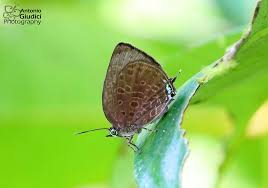 Attēlu rezultāti vaicājumam “Theclinae”