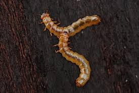 Attēlu rezultāti vaicājumam “Cucujus cinnaberinus larva”