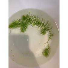 「金魚藻」的圖片搜尋結果