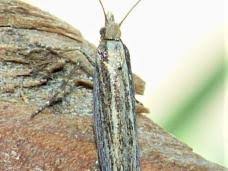 Attēlu rezultāti vaicājumam “Ypsolopha parenthesella”