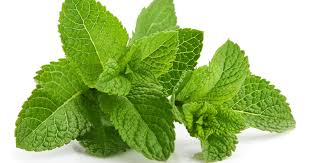 Attēlu rezultāti vaicājumam “Mentha arvensis bud”