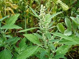 Image result for Chenopodium album