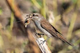 Attēlu rezultāti vaicājumam “Lanius collurio female”