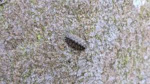 Attēlu rezultāti vaicājumam “Calvia decemguttata larva”