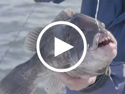 Image result for Tautoga onitis