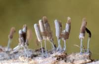 Attēlu rezultāti vaicājumam “Stemonitopsis typhina”