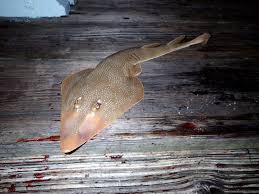 Image result for Pseudobatos lentiginosus