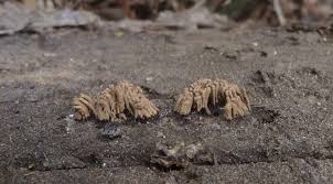 Attēlu rezultāti vaicājumam “Stemonitis virginiensis”