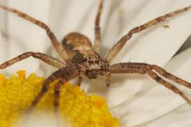 Attēlu rezultāti vaicājumam “Philodromus sp.”