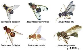 Attēlu rezultāti vaicājumam “Tephritidae”