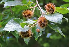 Attēlu rezultāti vaicājumam “Fagus sylvatica fruit”