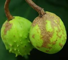 Attēlu rezultāti vaicājumam “Aesculus hippocastanum fruit”