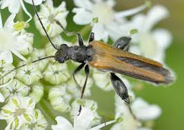 Attēlu rezultāti vaicājumam “Oedemera femorata”