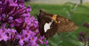 Attēlu rezultāti vaicājumam “Scardia boletella pupa”