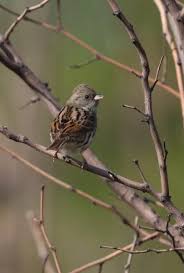 Image result for Emberiza spodocephala