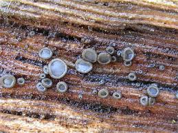 Attēlu rezultāti vaicājumam “Mollisia cinerea”