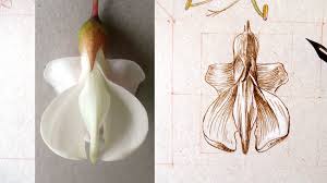 Attēlu rezultāti vaicājumam “Robinia pseudoacacia flower”