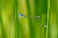 Attēlu rezultāti vaicājumam “Nehalennia speciosa”