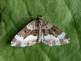 Attēlu rezultāti vaicājumam “Euphyia unangulata”