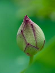 Attēlu rezultāti vaicājumam “Lotus sp. bud”