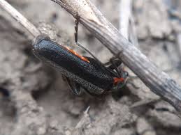 Attēlu rezultāti vaicājumam “Cantharis obscura”