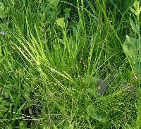 Attēlu rezultāti vaicājumam “Carex disperma”