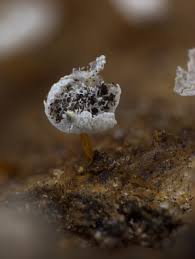 Attēlu rezultāti vaicājumam “Badhamia melanospora spores”