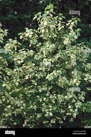 Attēlu rezultāti vaicājumam “Populus x jackii”