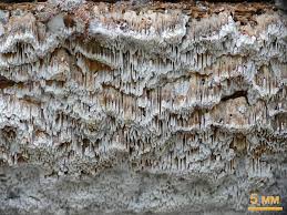 Attēlu rezultāti vaicājumam “Antrodia sinuosa”