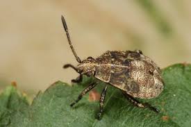 Attēlu rezultāti vaicājumam “Rhopalus maculatus imago”