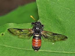 Attēlu rezultāti vaicājumam “Cimbex femoratus imago”