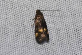 Attēlu rezultāti vaicājumam “Borkhausenia minutella”